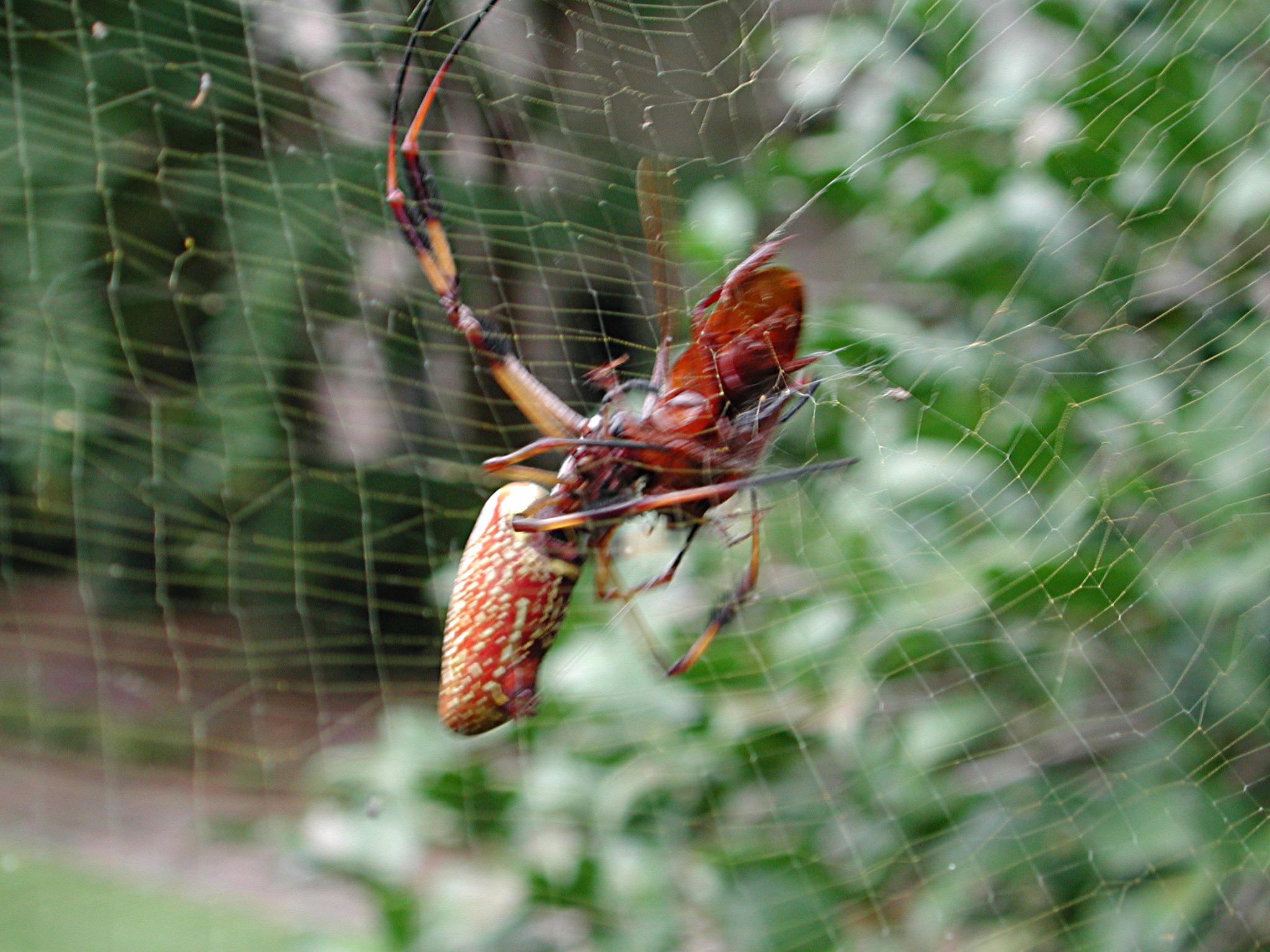 A few weeks in the life of Natasha, the Golden Silk Spider (Banana
