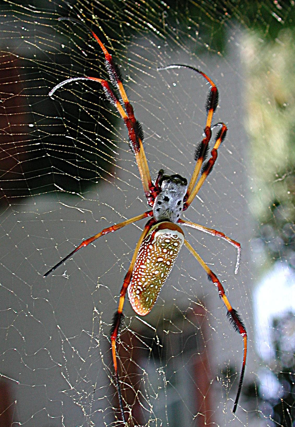 A few weeks in the life of Natasha, the Golden Silk Spider (Banana