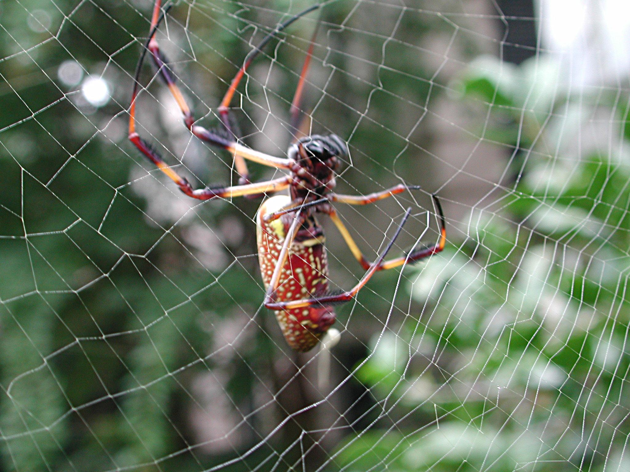 A few weeks in the life of Natasha, the Golden Silk Spider (Banana