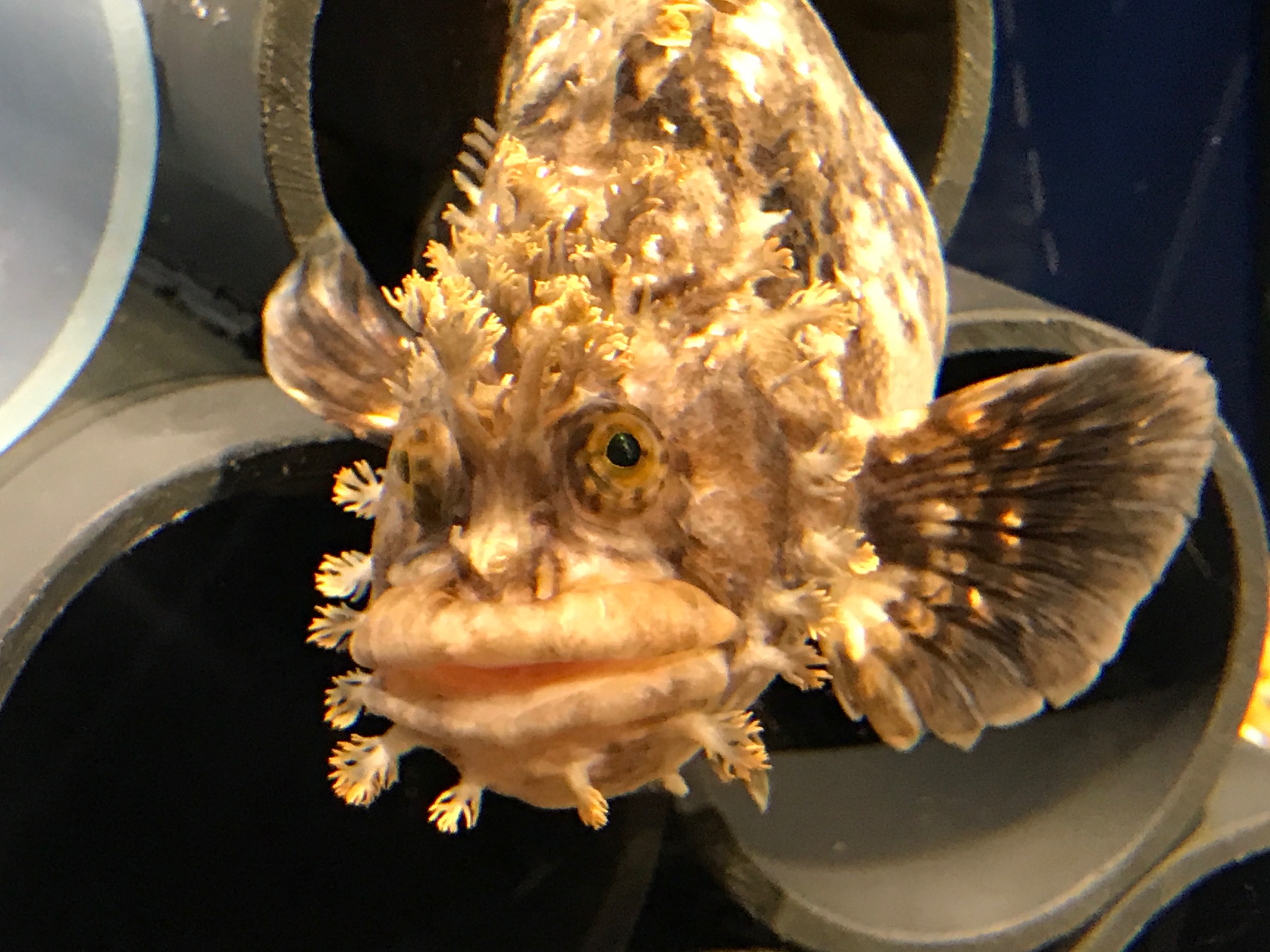 個性的な魚の顔って記憶に残るものです！！（笑） 売り切る売場仕掛人 伊藤匠BLOG