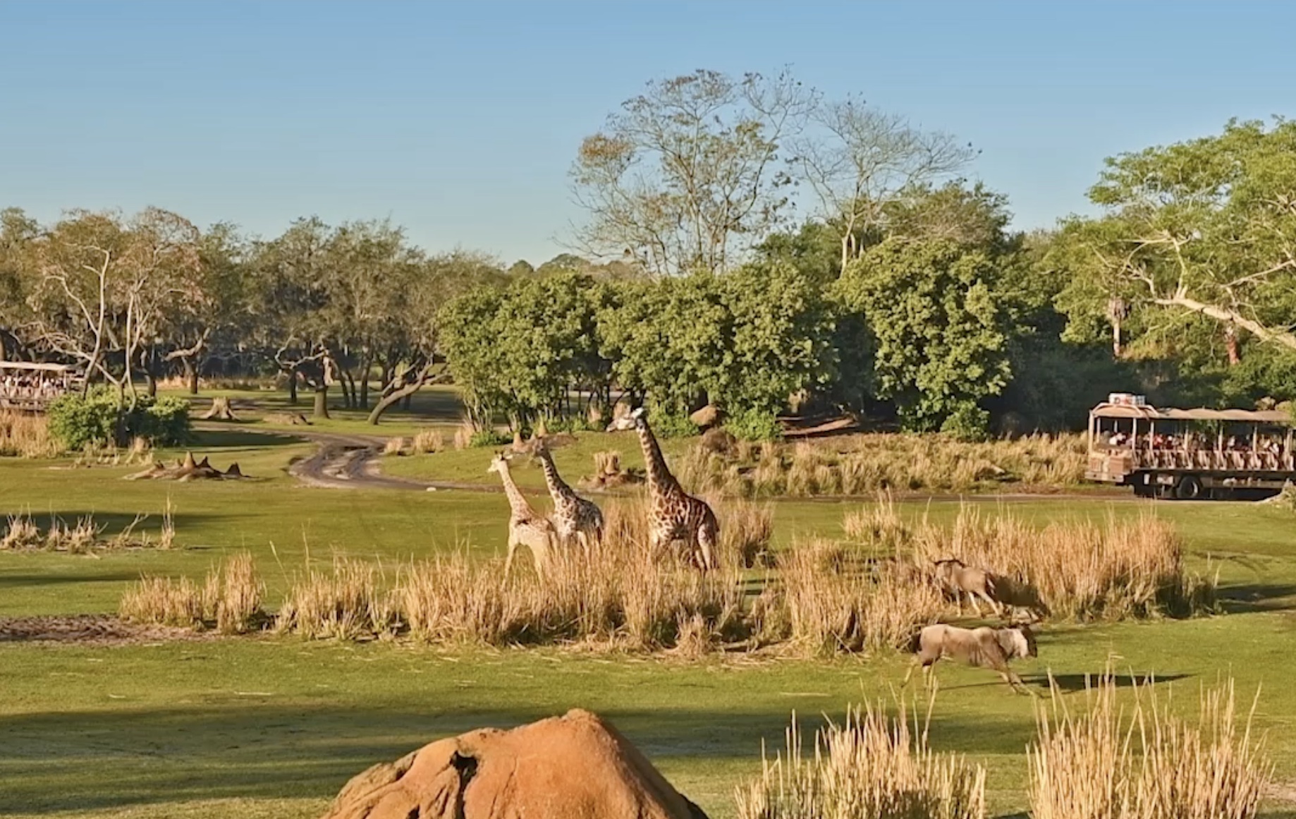 Disney’s Animal Kingdom Theme Park ITouchOrlando