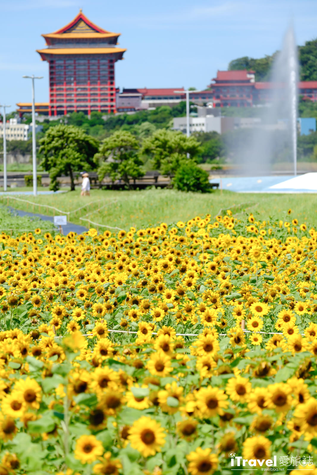 타이베이 맛집, 음료, 그리고 즐거움 - 2025 다자 강변 공원 해바라기 바다 가이드 | 최신 꽃 현황 + 교통 정보 9 다자 강변 공원