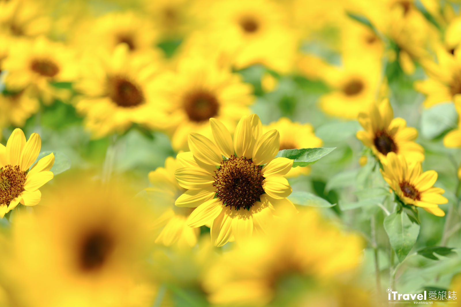 타이베이 맛집, 음료, 그리고 즐거움 - 2025 다자 강변 공원 해바라기 바다 가이드 | 최신 꽃 현황 + 교통 정보 16 다자 강변 공원
