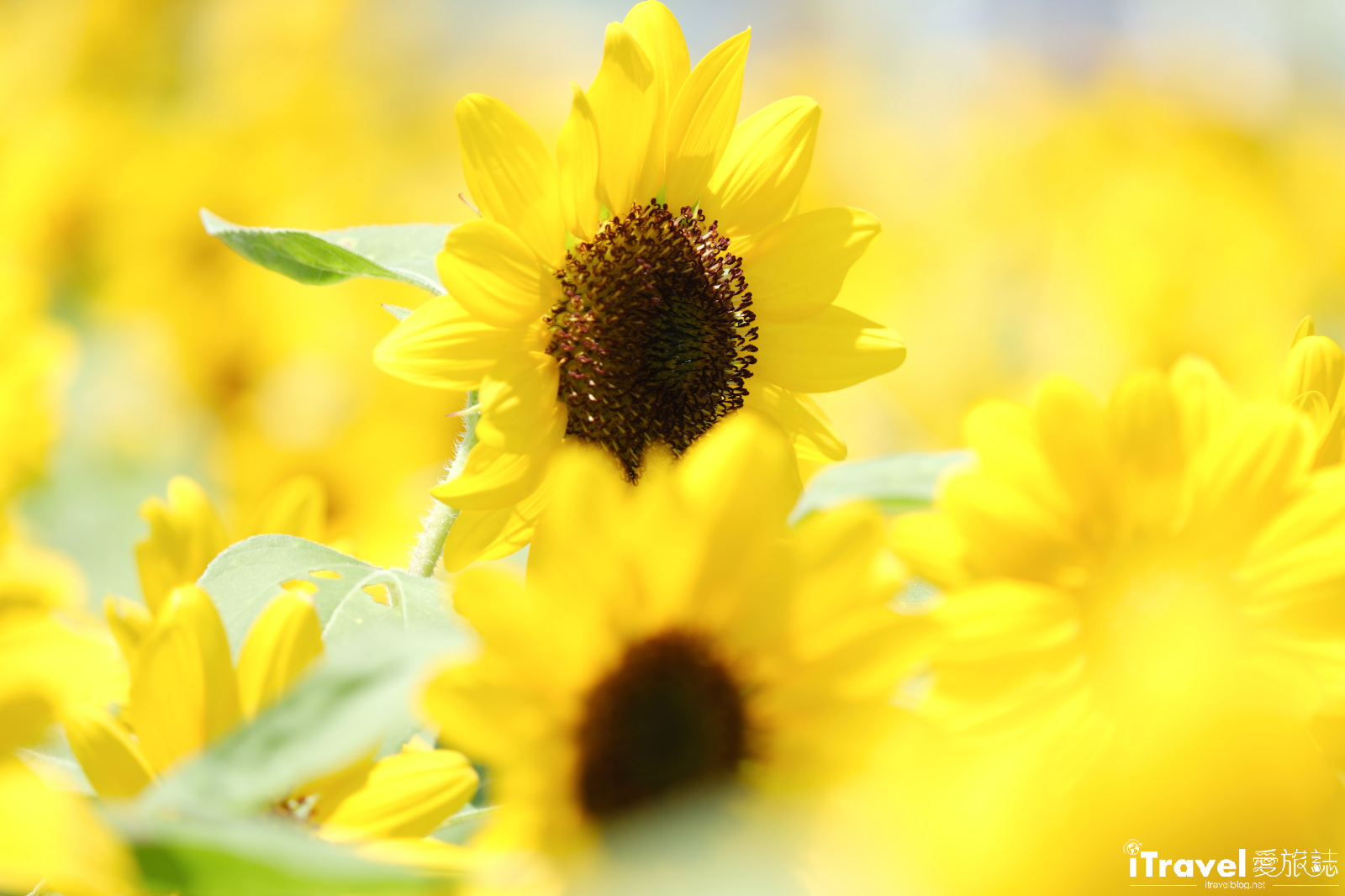 타이베이 맛집, 음료, 그리고 즐거움 - 2025 다자 강변 공원 해바라기 바다 가이드 | 최신 꽃 현황 + 교통 정보 18 다자 강변 공원