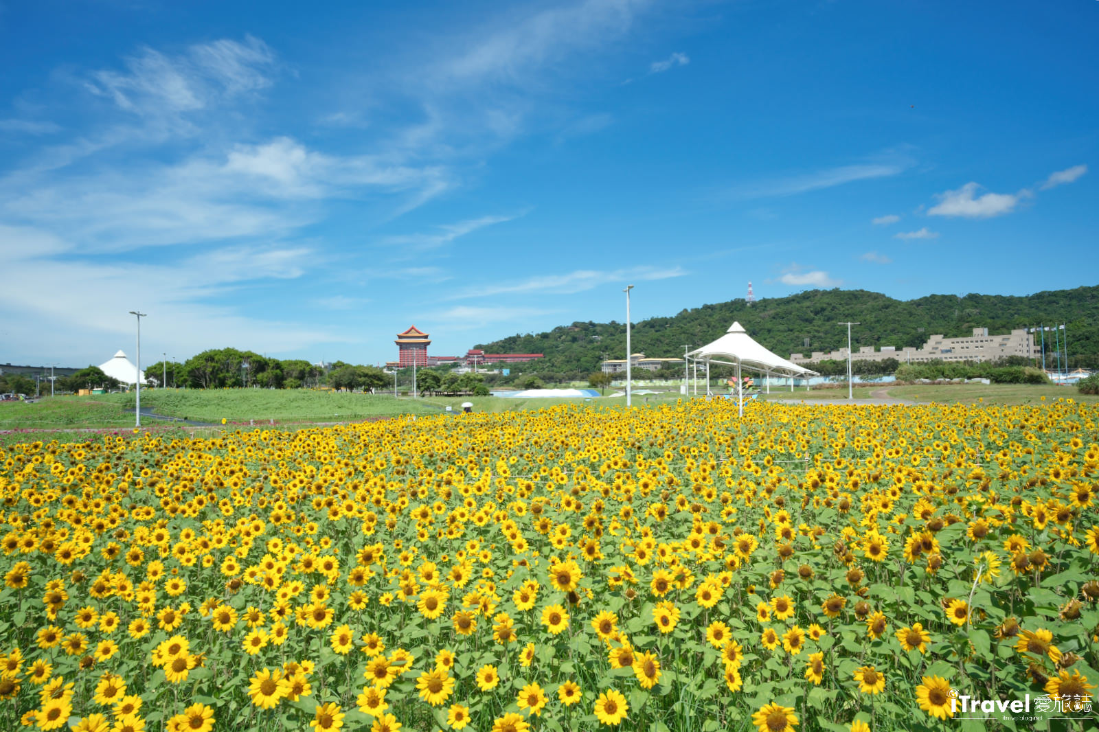 타이베이 맛집, 음료, 그리고 즐거움 - 2025 다자 강변 공원 해바라기 바다 가이드 | 최신 꽃 현황 + 교통 정보 5 다자 강변 공원