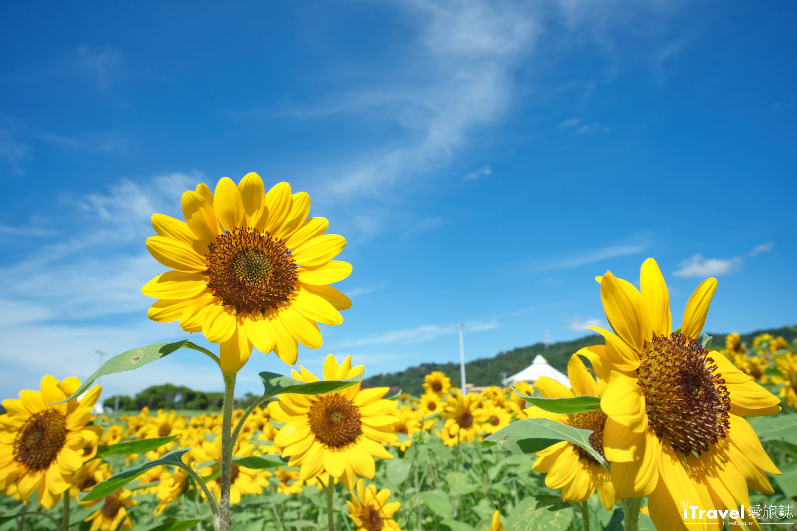 타이베이 맛집, 음료, 그리고 즐거움 - 2025 다자 강변 공원 해바라기 바다 가이드 | 최신 꽃 현황 + 교통 정보 6 다자 강변 공원
