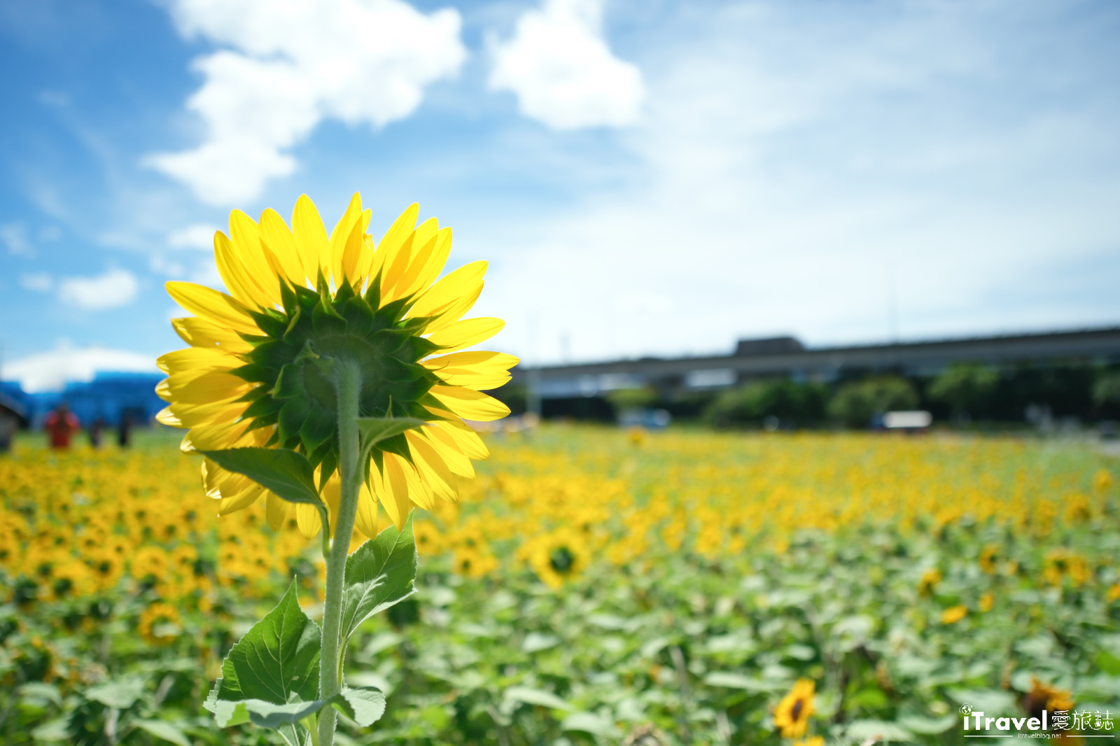 타이베이 맛집, 음료, 그리고 즐거움 - 2025 다자 강변 공원 해바라기 바다 가이드 | 최신 꽃 현황 + 교통 정보 7 다자 강변 공원