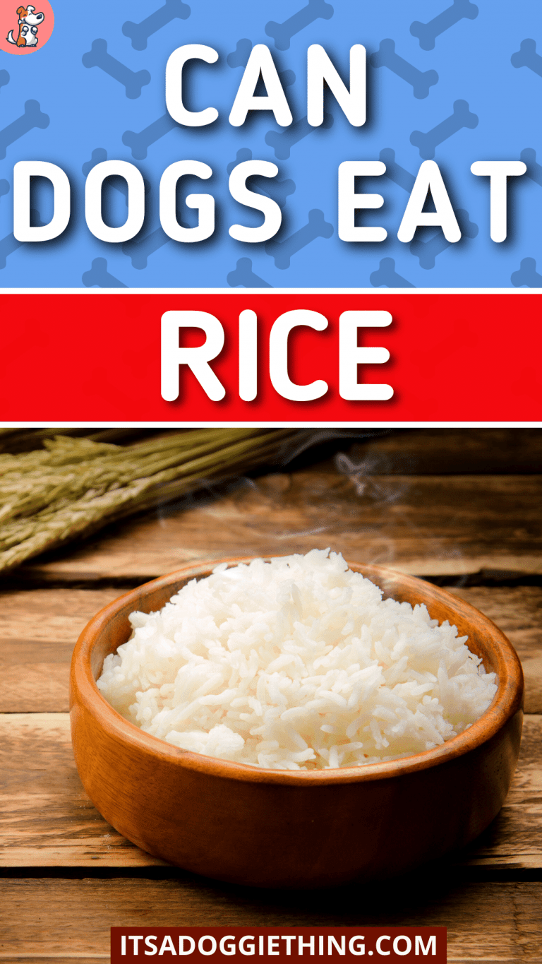Can Dogs Eat Rice? It's a Doggie Thing