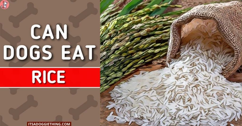 Can Dogs Eat Rice? It's a Doggie Thing