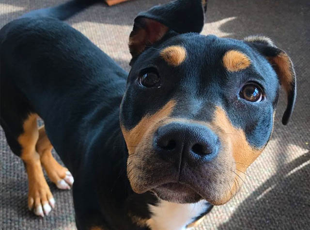 Pitbull Rottweiler Mix Also Known As The Pitweiler