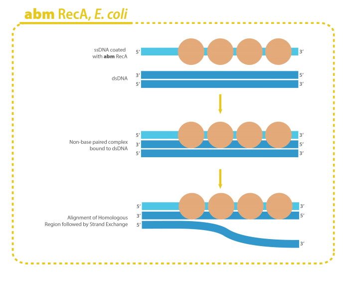 RecA Protein, E. coli ITSBio