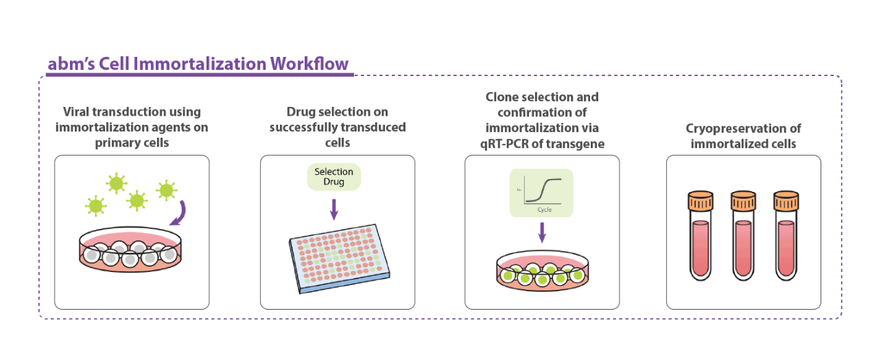 Cell Immortalization Kits ITSBio