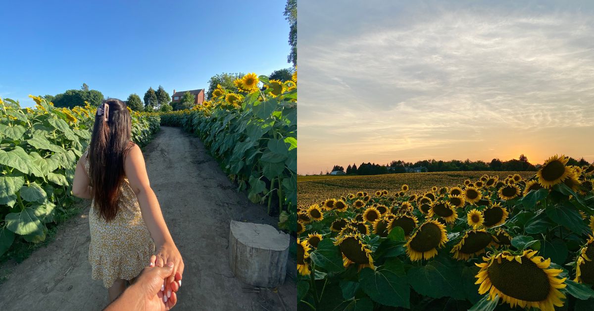 9 Sunflower Farms in Ontario You Need To Visit Before They're Out of