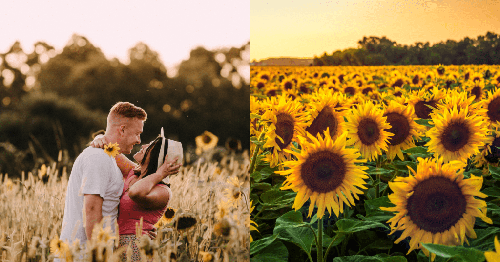 4 Sunflower Farms In and Around Ottawa That You Need To Visit This