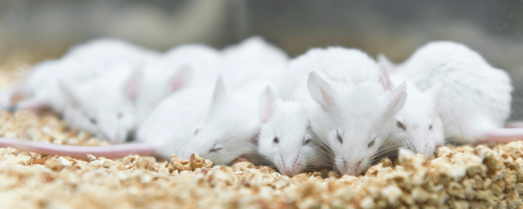 A protein in skeletal muscles helps mice recover from sleep deprivation