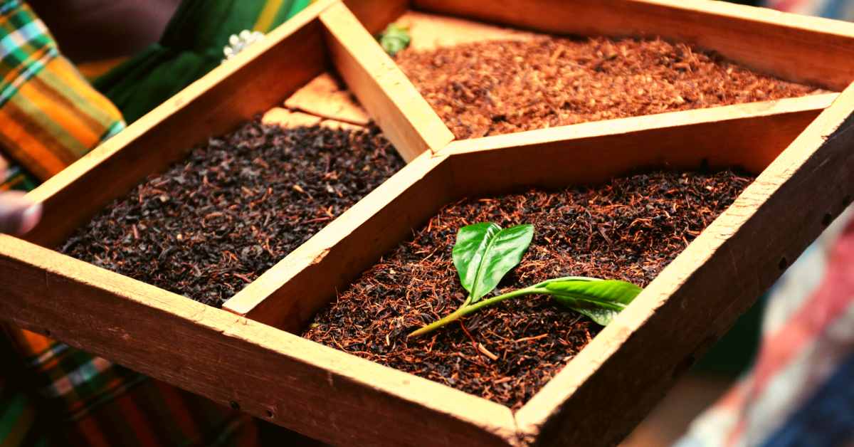 Tea 101 How Is Tea Processed And Classified? It's Never Not Teatime