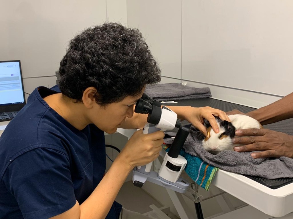 Veterinary Ophthalmologist Interview Offbeat, unusual, unconventional