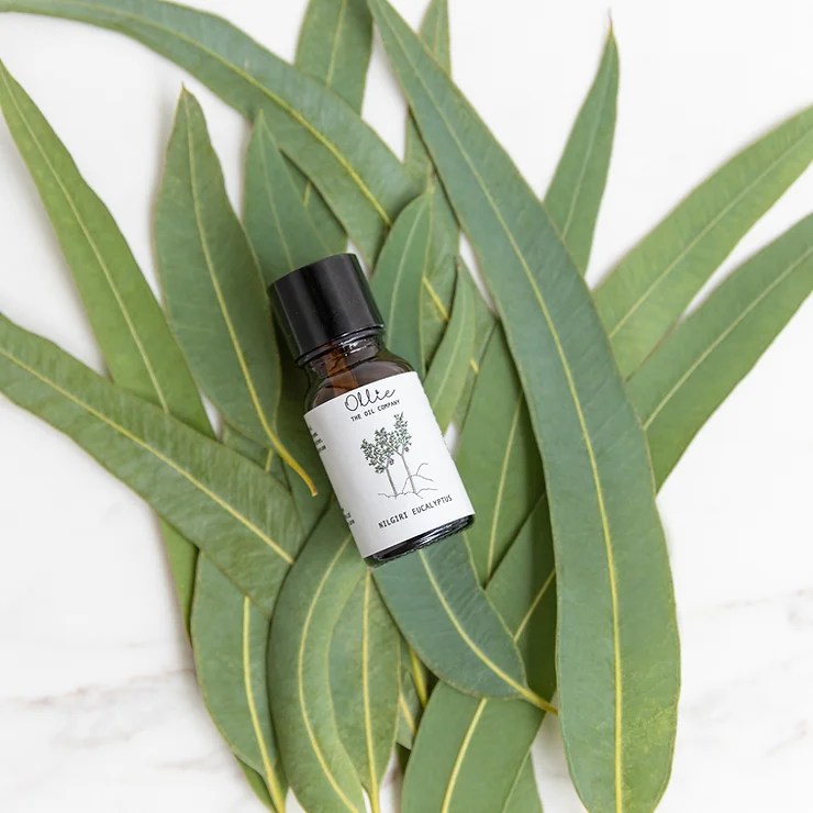 Unveiling the Benefits and Uses of Eucalyptus Oil