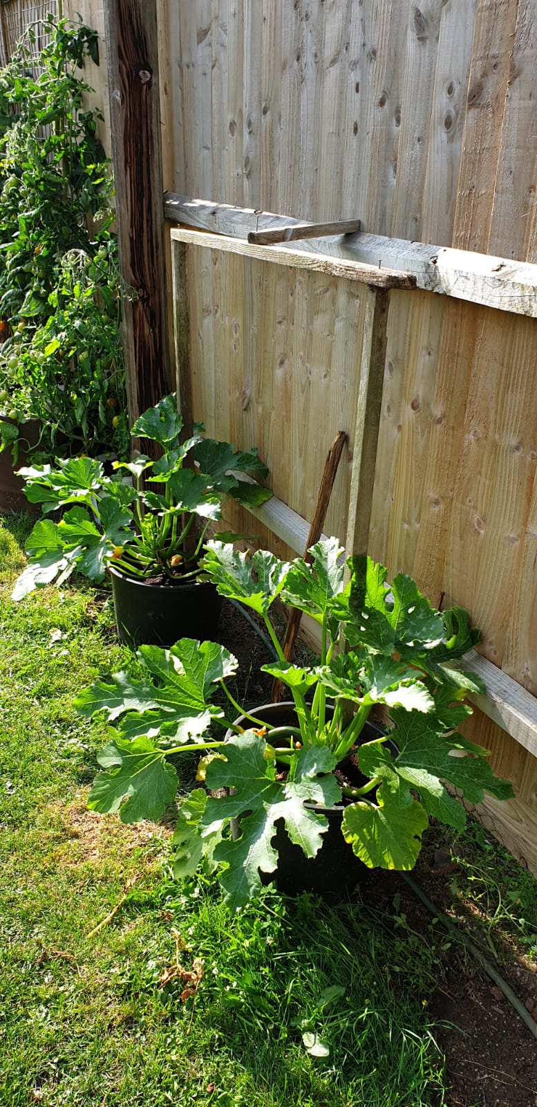 Container courgettes It's Sow Simple