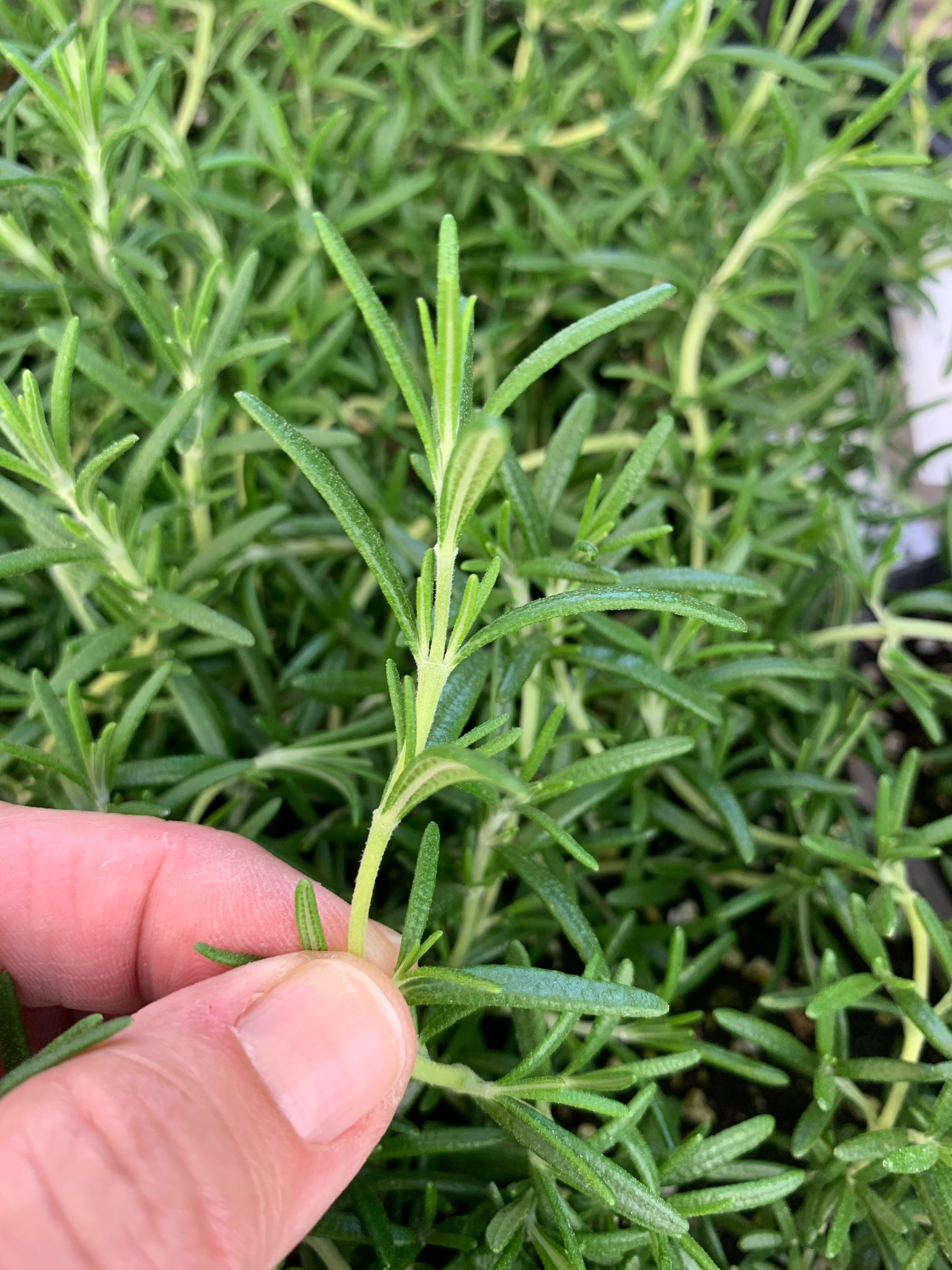 Trailing Rosemary Ground Cover It Started With Toast