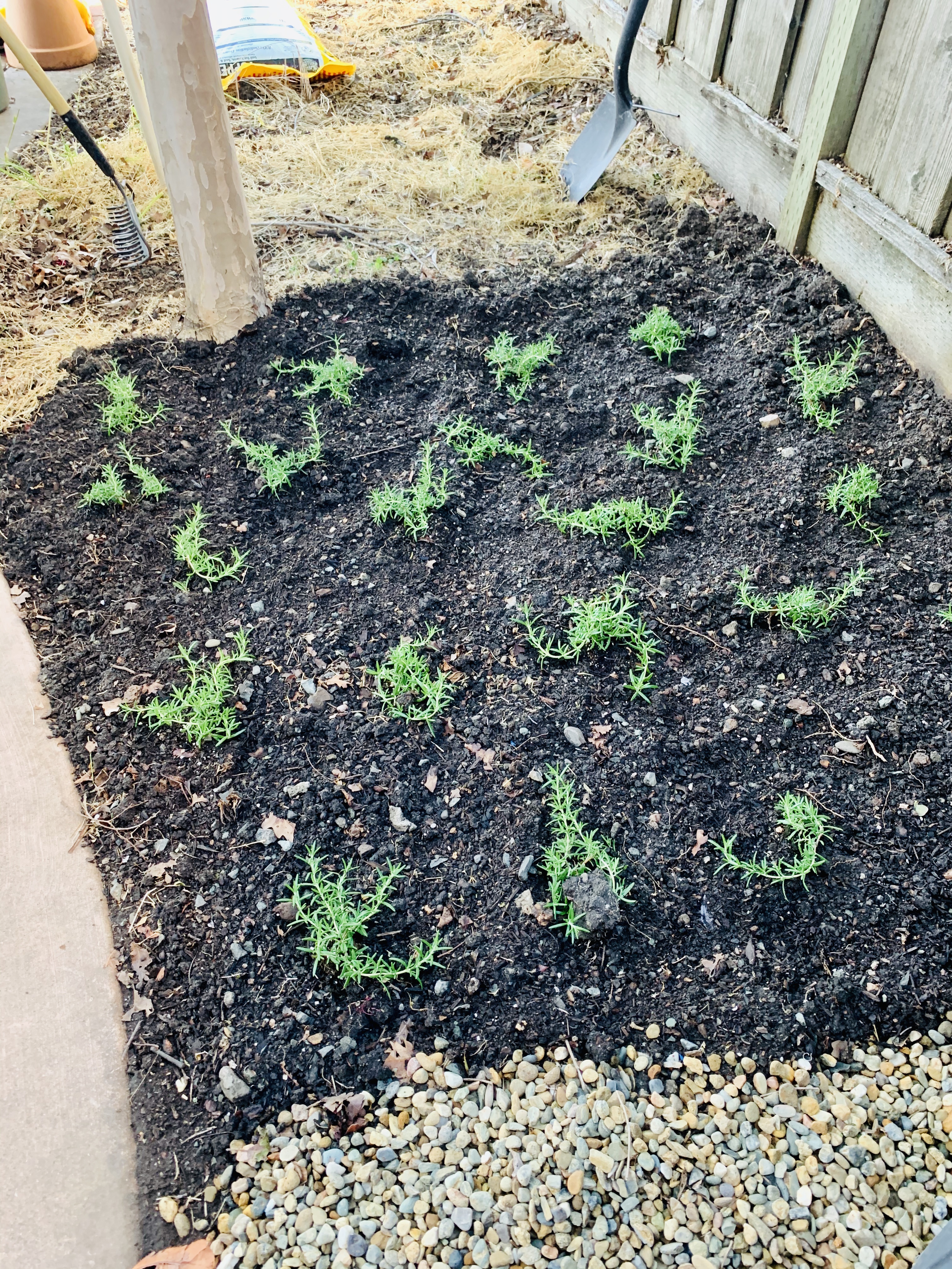 Trailing Rosemary Ground Cover It Started With Toast