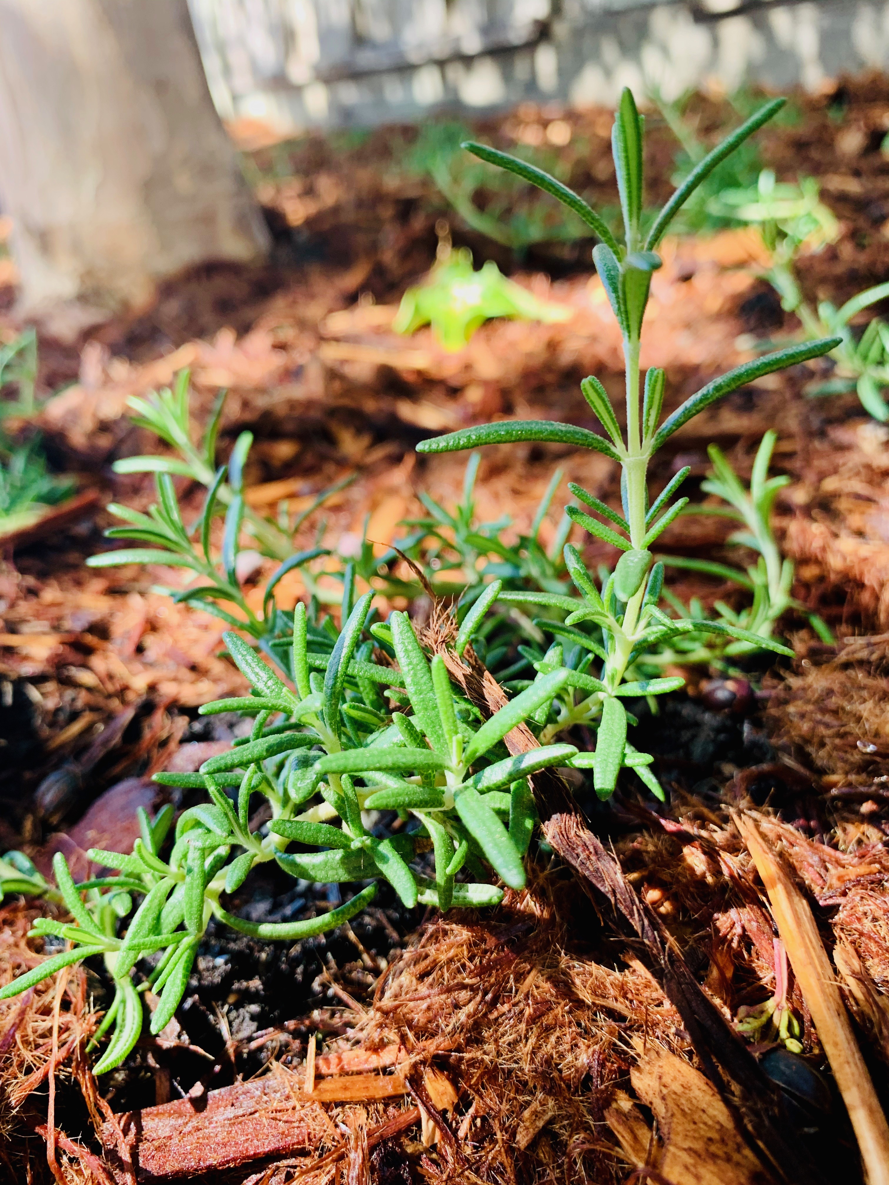 Trailing Rosemary Ground Cover It Started With Toast
