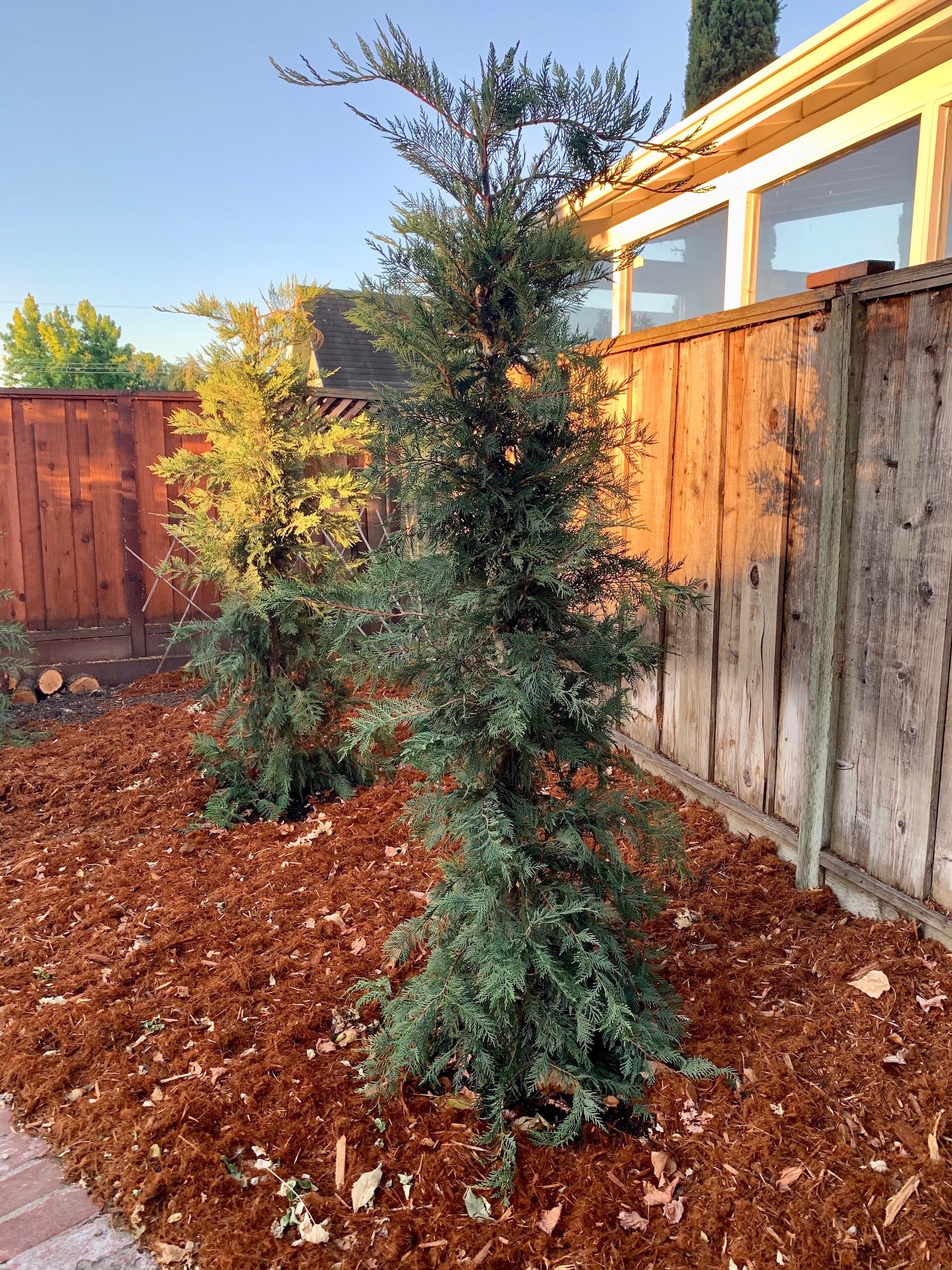 Trailing Rosemary Ground Cover It Started With Toast