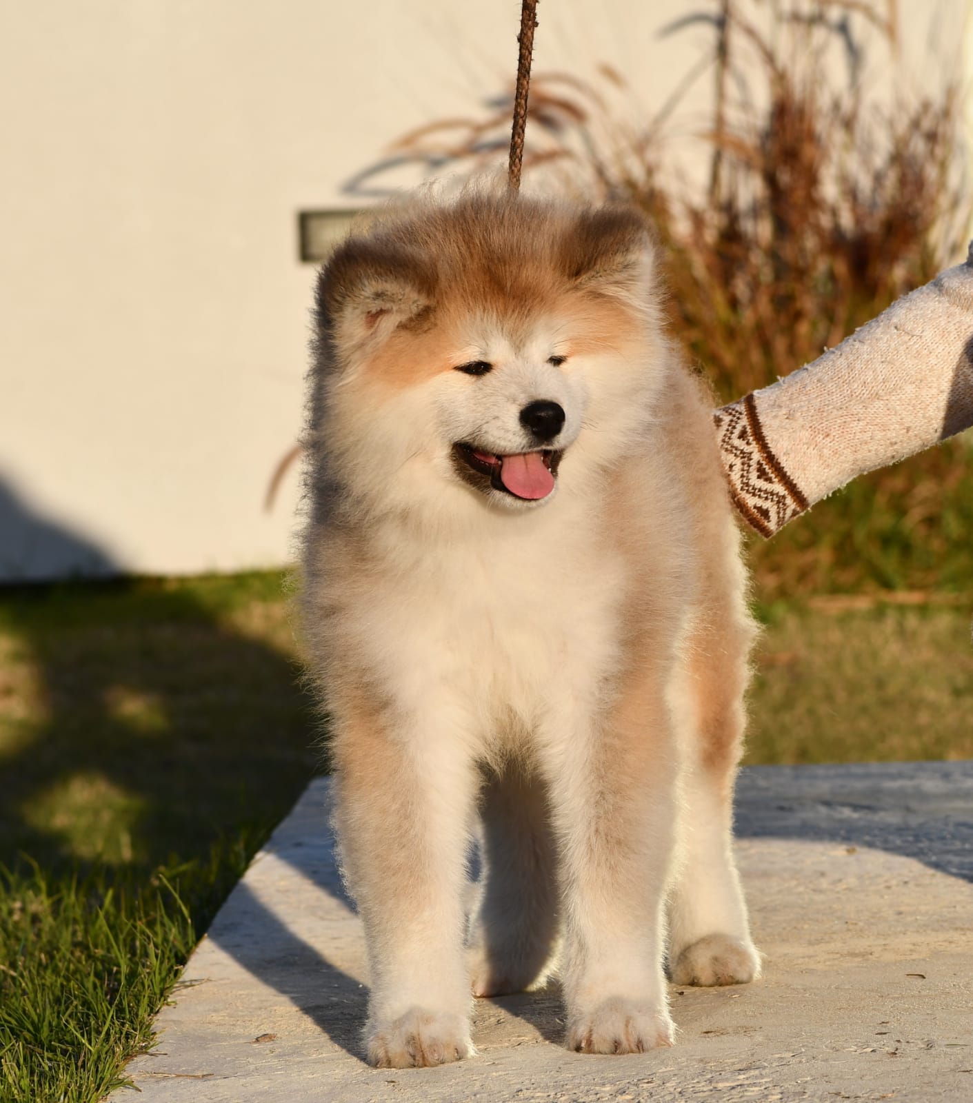 What about longhaired Akitas? Itsumo Wiki