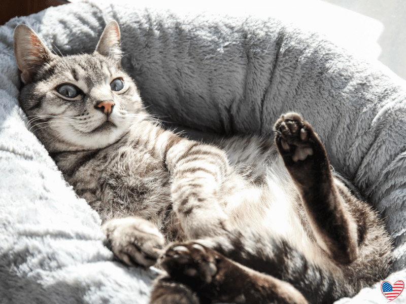 Cat Beds and Furniture Made in the USA