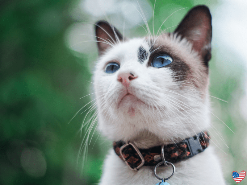 Cat Essentials Made in the USA Toys, Bowls + Collars