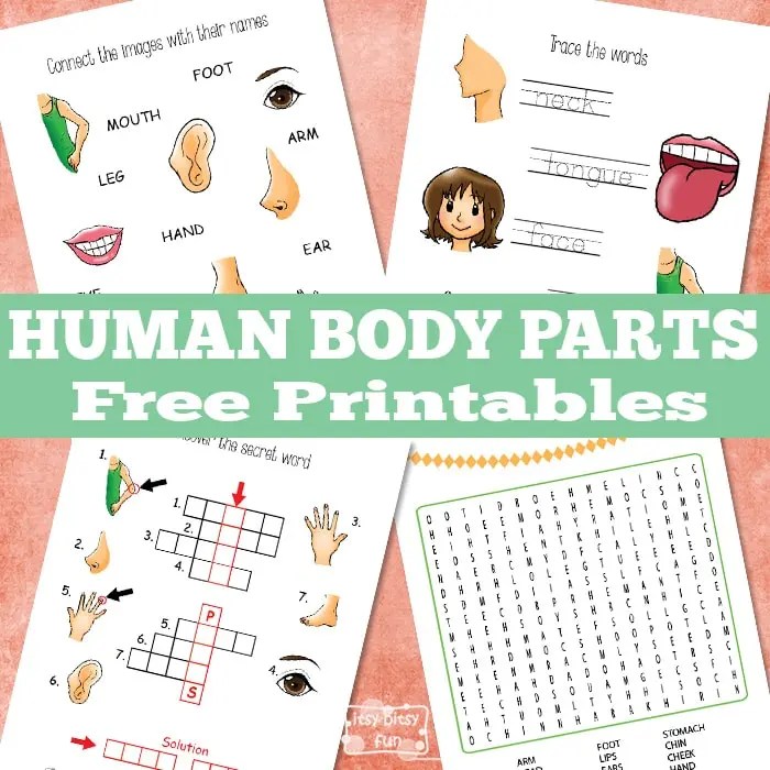 Learn about body parts