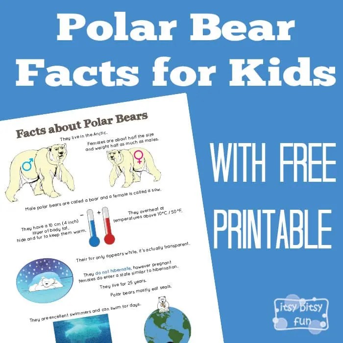 Polar Bear Facts for Kids Itsy Bitsy Fun