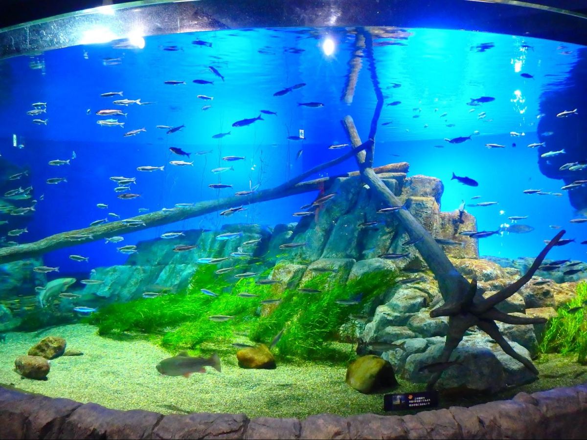 【北海道】新千歳空港近くの水族館！「サケのふるさと 千歳水族館」