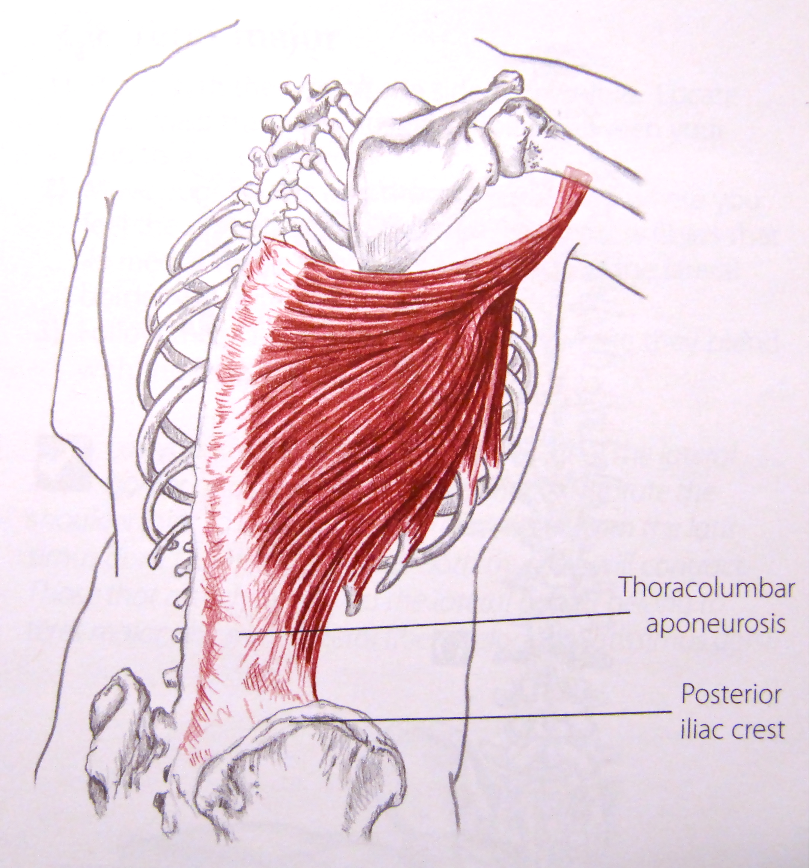 Notes on Anatomy and Physiology More On The Ties That Bind