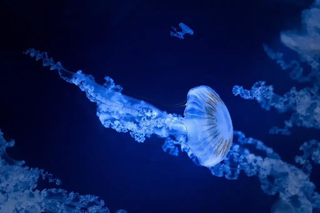 SeaWorld San Diego Announces 'Jellyfish Experience' Exhibit ittn.ie