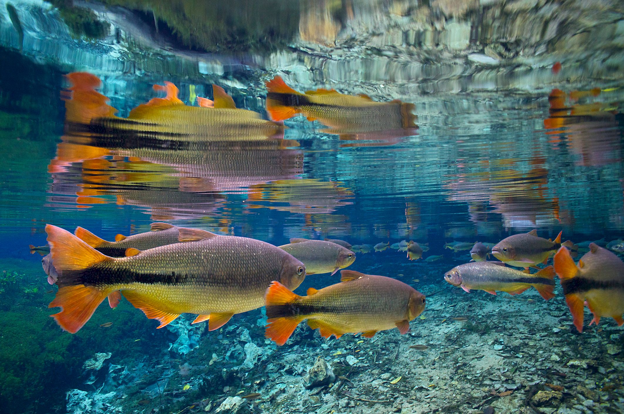 Freshwater fish highlight escalating climate impacts on species IUCN