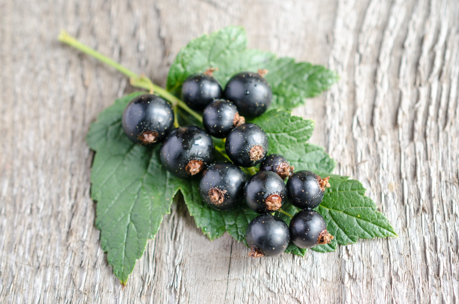 Blackcurrant Vs. Elderberry What’s the Difference Iupilon