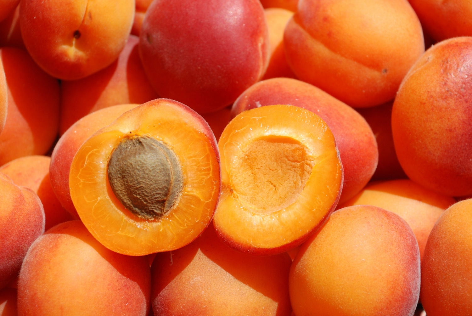 Why Apricots Make You Fart? Iupilon
