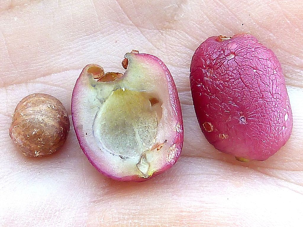 Can You Eat Lilly Pilly Berries Iupilon