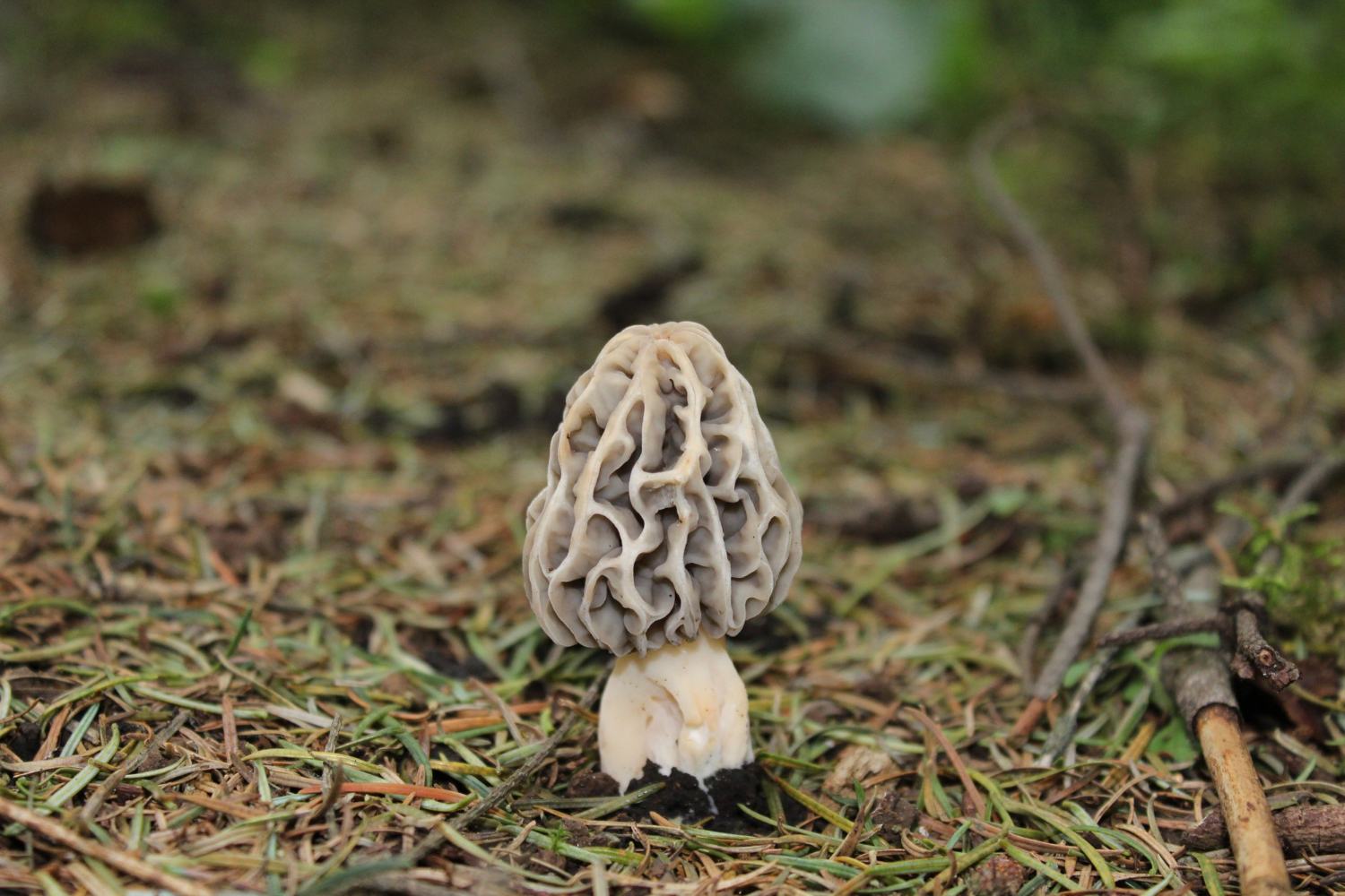 Can You Drink Alcohol With Morel Mushrooms Iupilon