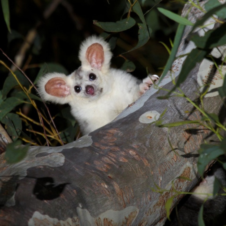 Greater Glider