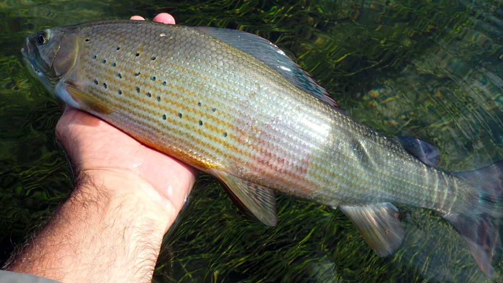 Fly Fishing in Serbia Ivan Randjelovic Fly Fishing Guide