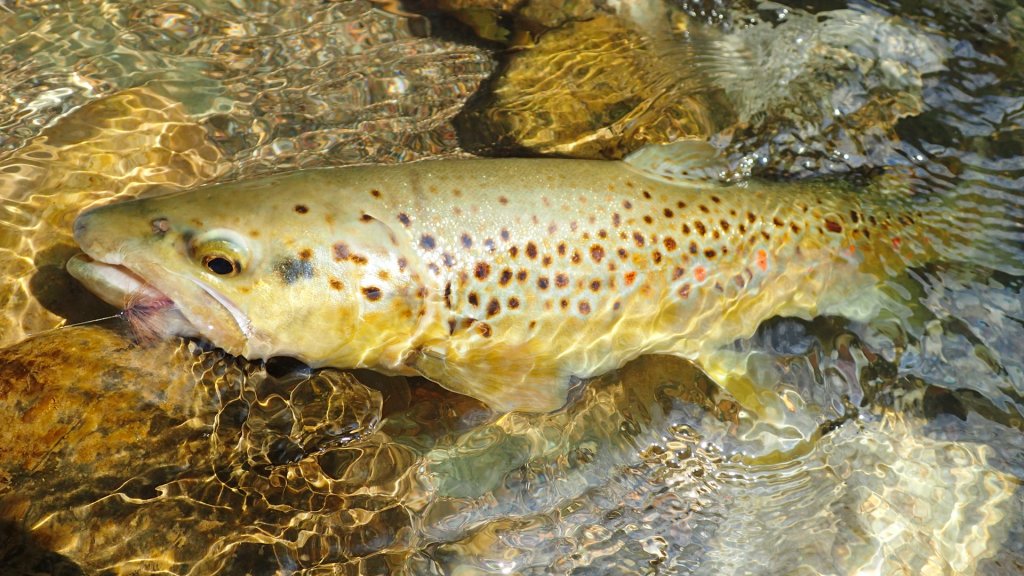 Brown Trout Gallery Ivan Randjelovic Fly Fishing Guide