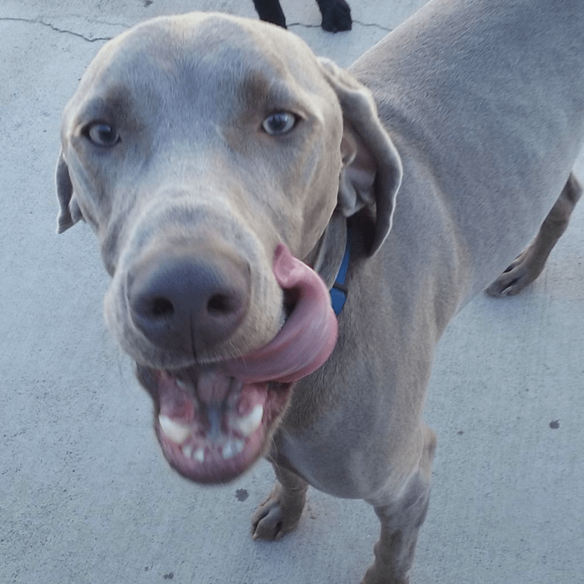 Ivanhoe Country Kennels