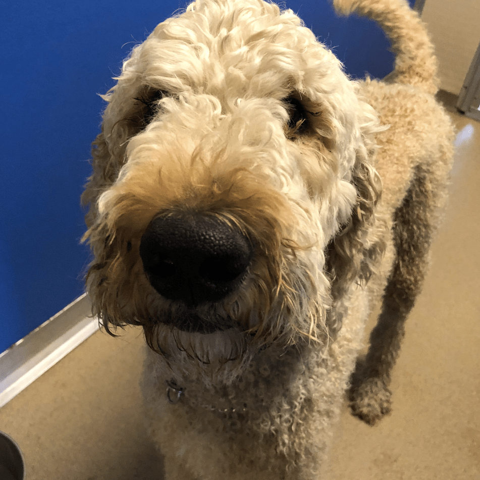 Ivanhoe Country Kennels