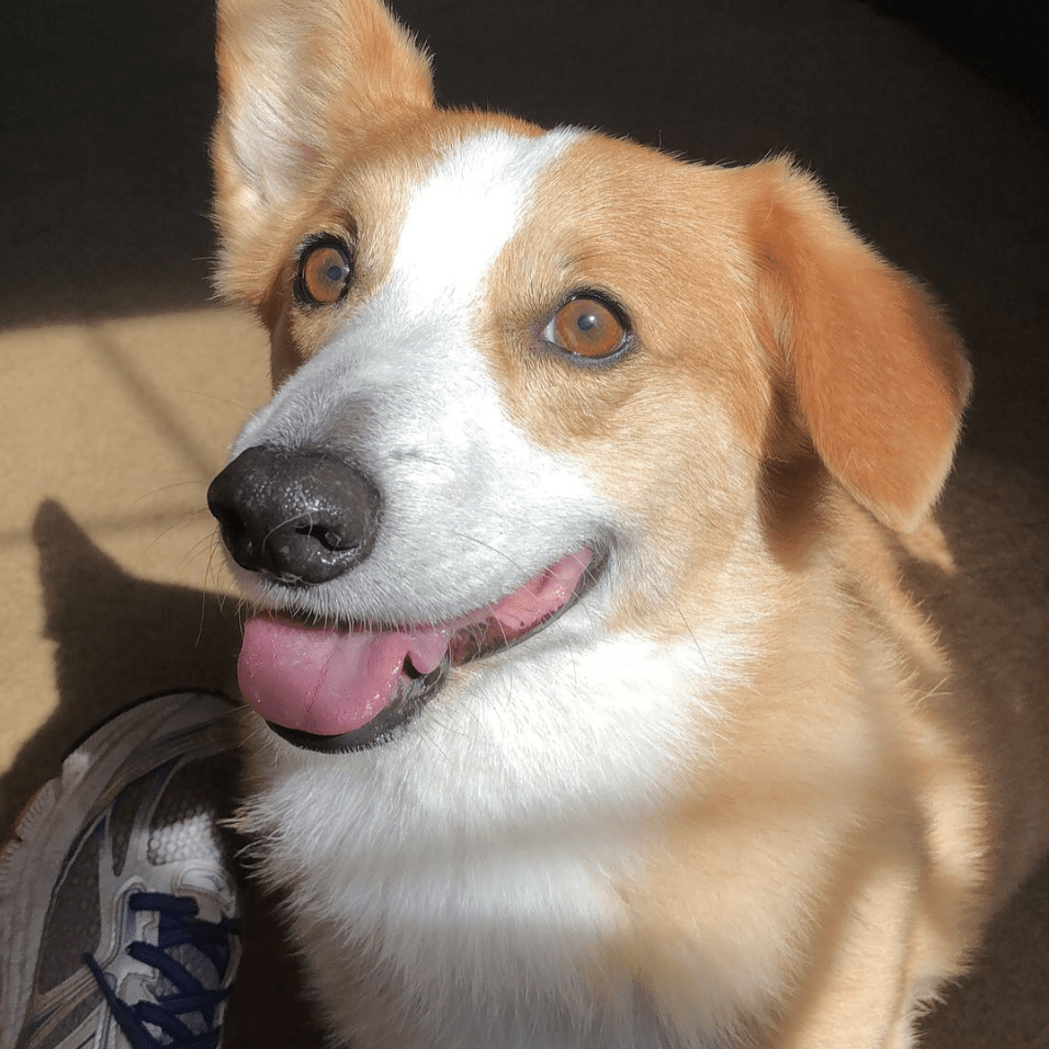 Ivanhoe Country Kennels