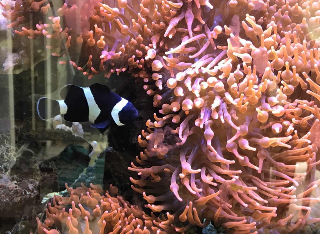 Anémones et poissons clowns Aquariophile facile, en eau