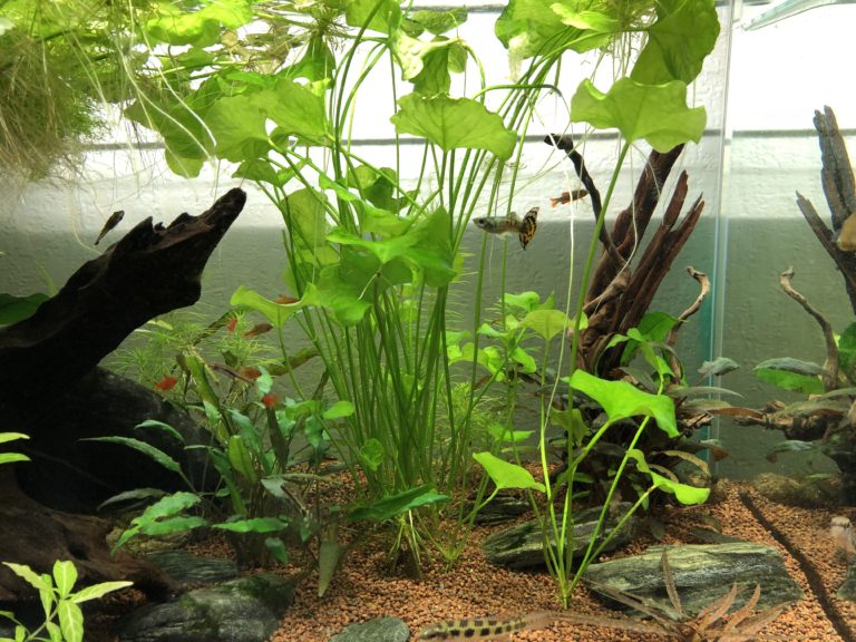 Bacs plantés, aquascaping Aquariophile facile, en eau