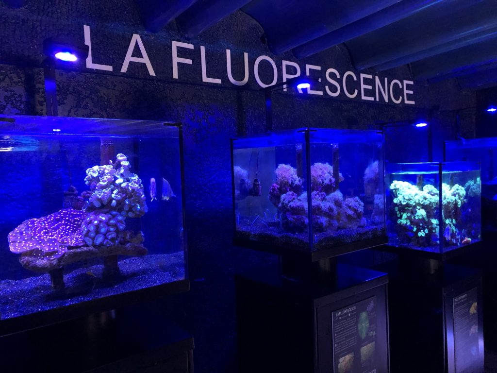 Aquariums Antibes Aquariophile facile, en eau douce et