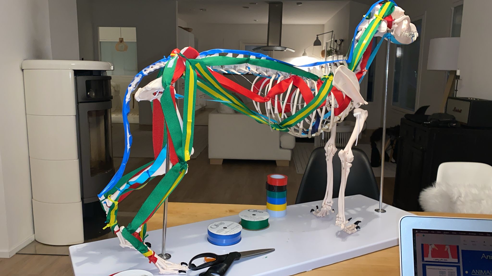 ANIMAL NORMALIZATION THERAPY Introduction to Small Animal